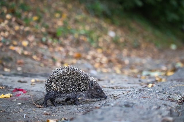 的球员需要 的球员需要